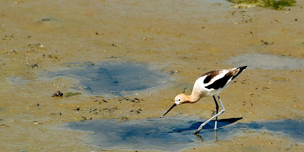 bird walking on murky muddy water