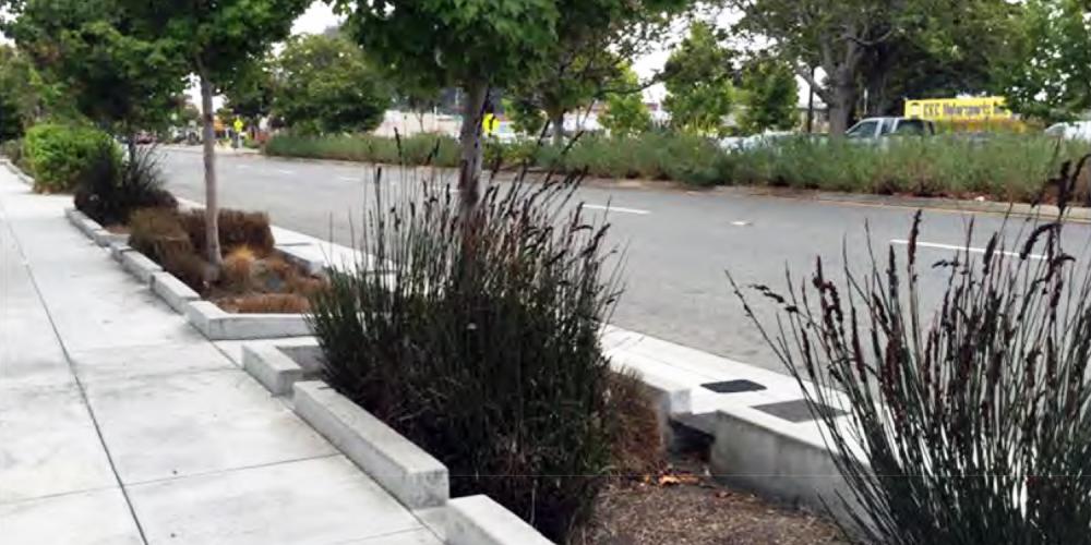 Roadside plants to help manage stormwater runoff.