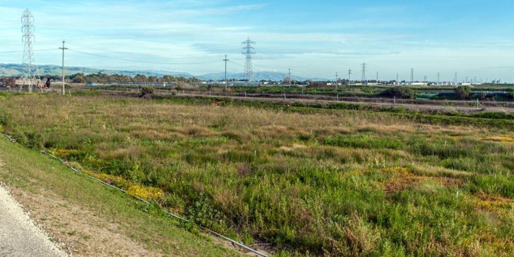 Electric transmission towers alongside protected wetlands in the Bay Area.