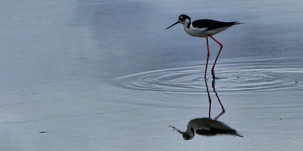 A standing bird is reflected in shallow water.