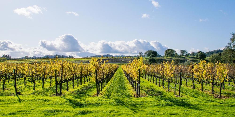 Beautiful fall colors in a Vineyard in Napa, California.