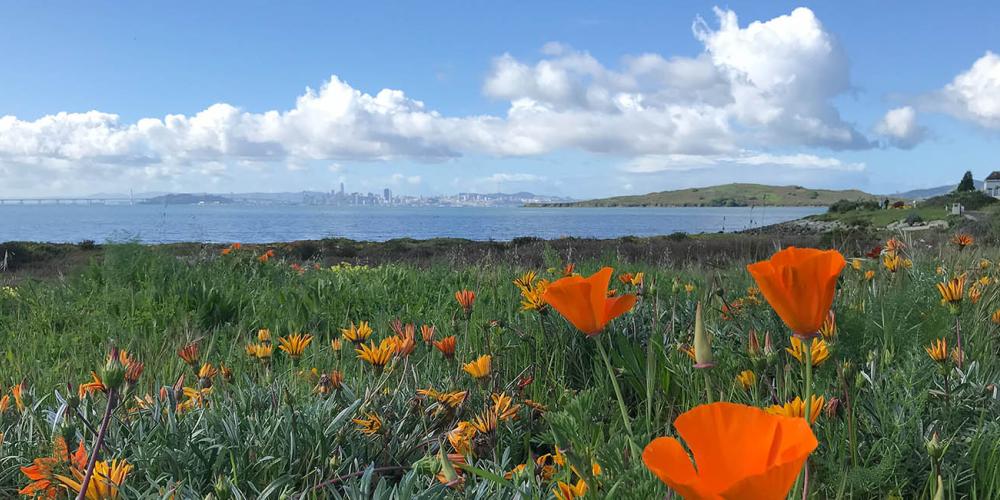 California poppies on the coast of Contra Costa County.