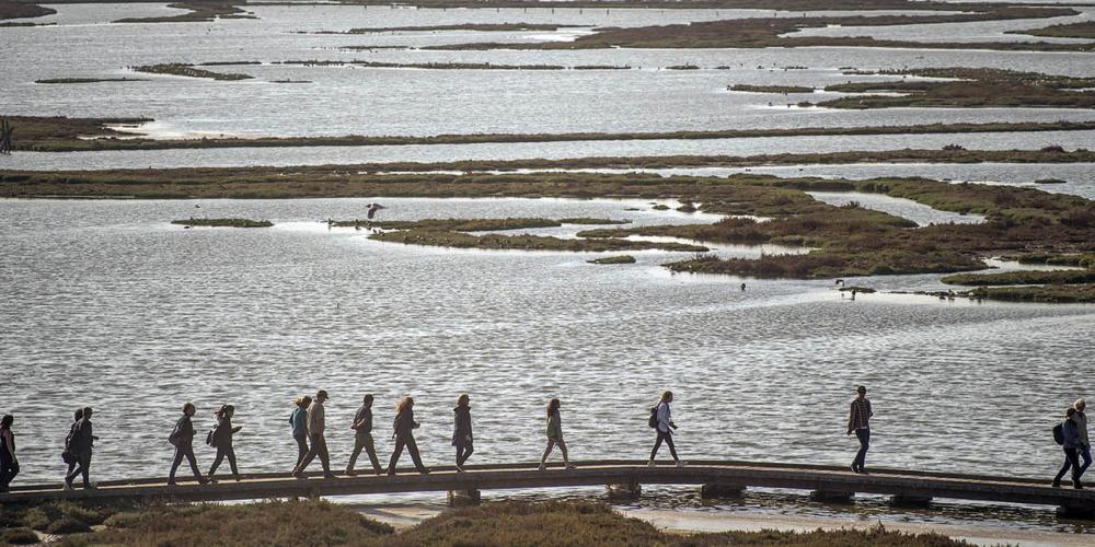 Silhouette of people walking through a protected shoreline/wetland area.