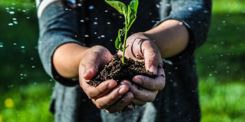 Two hands extended toward the camera holding soil with a green sprout emerging.