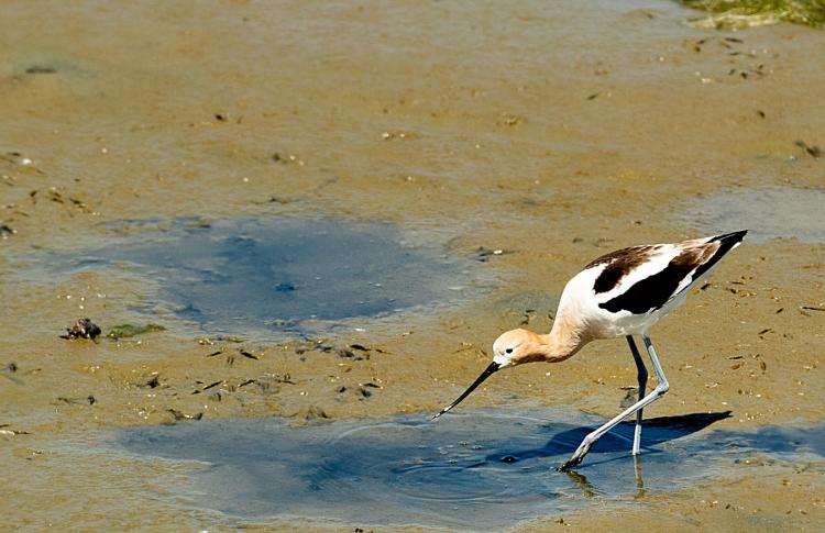 bird walking on murky muddy water