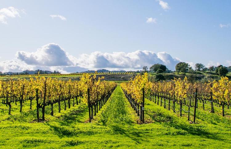 Beautiful fall colors in a Vineyard in Napa, California.