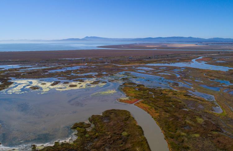 North Bay Baylands RCIS