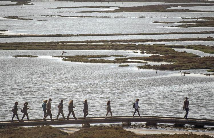 Silhouette of people walking through a protected shoreline/wetland area.