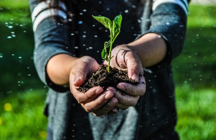 Two hands extended toward the camera holding soil with a green sprout emerging.