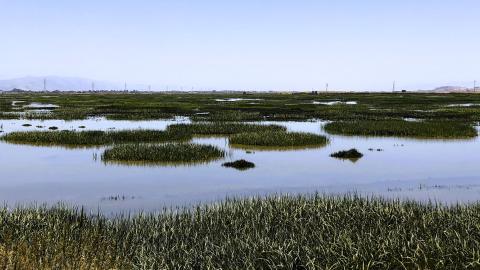 Marshlands.